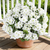 AGIRL paquet avant montrant six bouquets, apportant une floraison instantanée