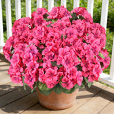 AGIRL geraniums vue face montrant couleurs vives et couverture généreuse