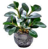 AlphaAcc petit ficus en pot ciment noir vue de face, ajoute verdure sans entretien