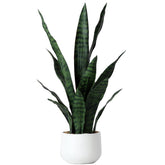 Beebel plante Sansevieria en pot noir vue de face apportant verdure décorative