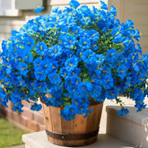 Grunyia bouquet d'ipomée en avant de porte offrant couleur durable