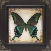 RISDORAY cadre papillon face montrant beauté et élégance décorative