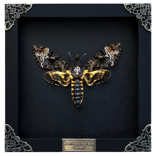 vinatimes cadre face entier montrant papillon authenticité décor