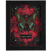 WTUAWB cadre avant avec Alpine Black Swallowtail, belle présentation murale