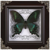 WTUAWB papillon encadré face visible présente motif naturel et esthétique gothique