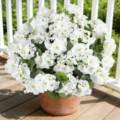 AGIRL paquet avant montrant six bouquets, apportant une floraison instantanée