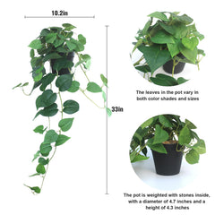 alyptus plante en suspension déco salon ajout de verdure sans entretien