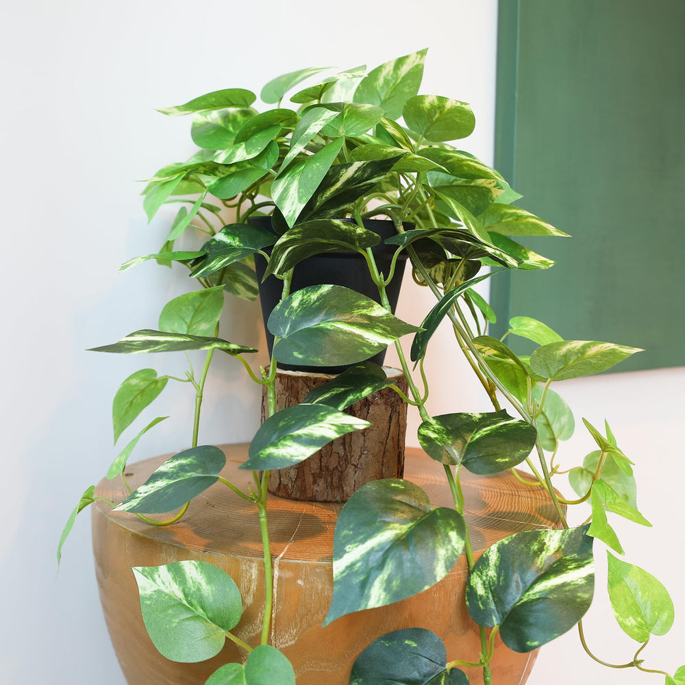alyptus - pothos sur étagère salle de bain idéale pour espaces sombres