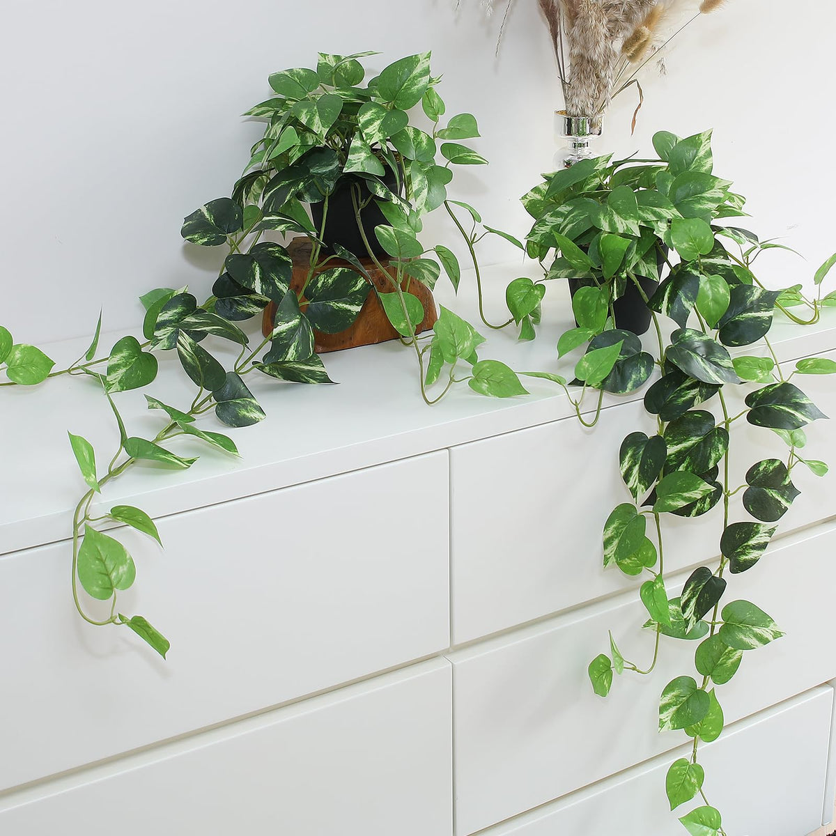 alyptus - pot pothos en vue frontale apport décor immédiat