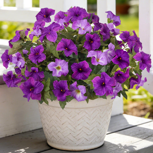 Ammyoo pétunias face ensemble dans un pot montrant couleur durable