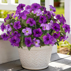 Ammyoo pétunias face ensemble dans un pot montrant couleur durable