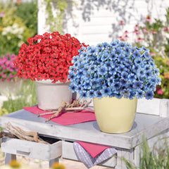 AmyHomie en pot dans un jardin apportant décor durable sans entretien