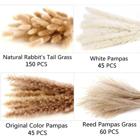 ANPROOR gros plan texture herbe de la pampa révélant douceur tactile