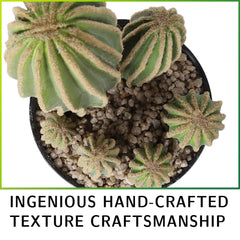 AntHousePlant pot avec galets, aspect naturel et soigné
