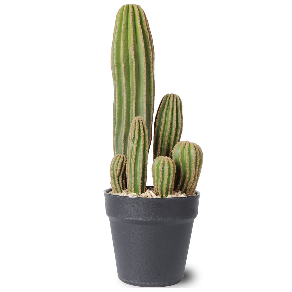 AntHousePlant cactus en pot noir, décor instantané sans entretien