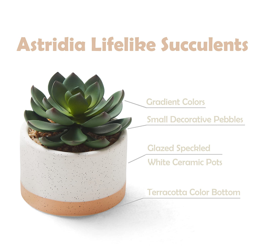 ASTRIDIA profil du pot avec base terracotta, contraste élégant décoratif