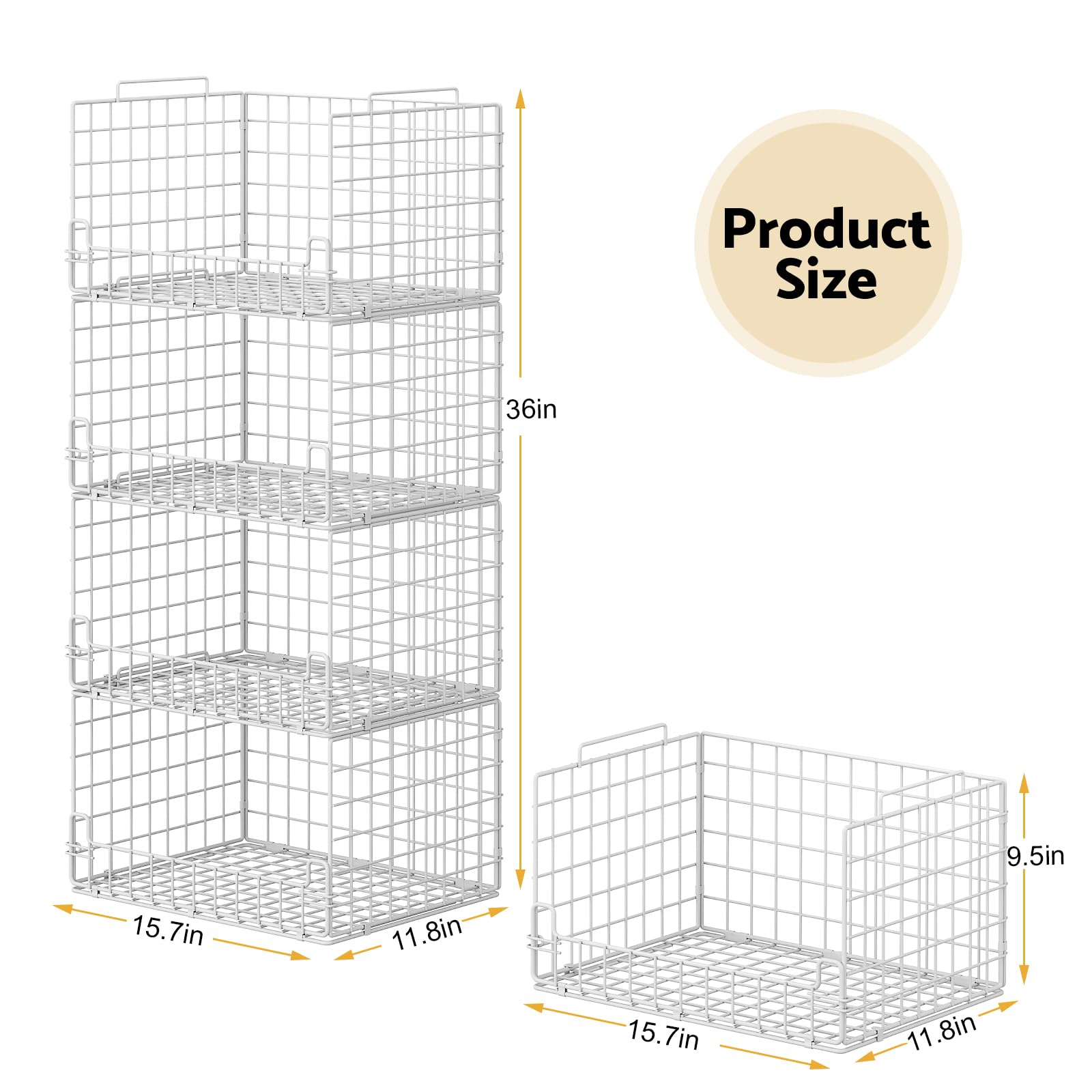 Astrorhine comparaison de taille avec main illustre dimensions pratiques