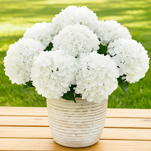 Auihiay hortensia blanc face paquet montrant l'emballage durable