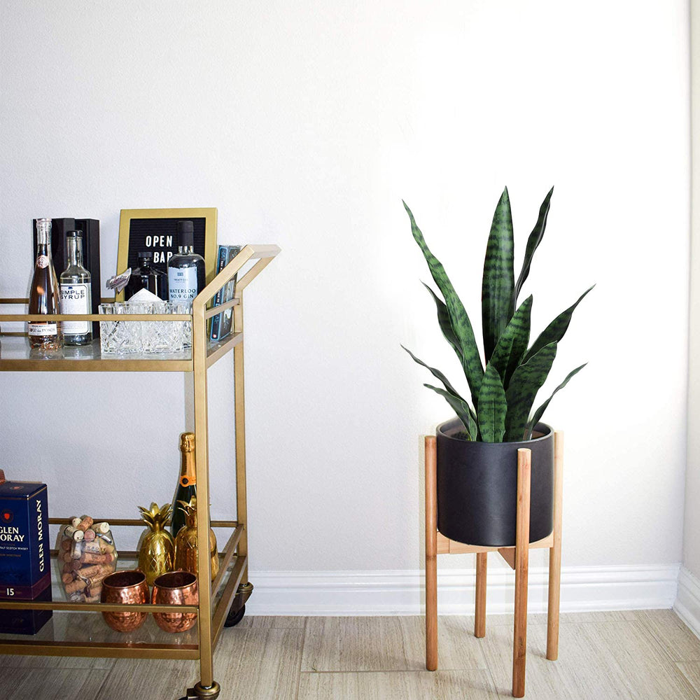 Beebel vue latérale de la plante affichant silhouette élancée et proportions pratiques