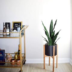 Beebel vue latérale de la plante affichant silhouette élancée et proportions pratiques