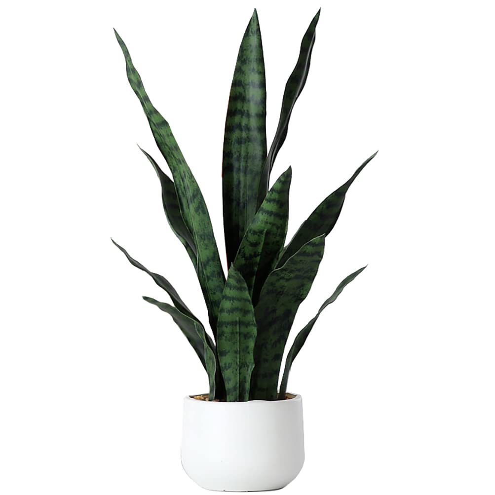 Beebel plante Sansevieria en pot noir vue de face apportant verdure décorative