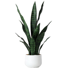 Beebel plante Sansevieria en pot noir vue de face apportant verdure décorative