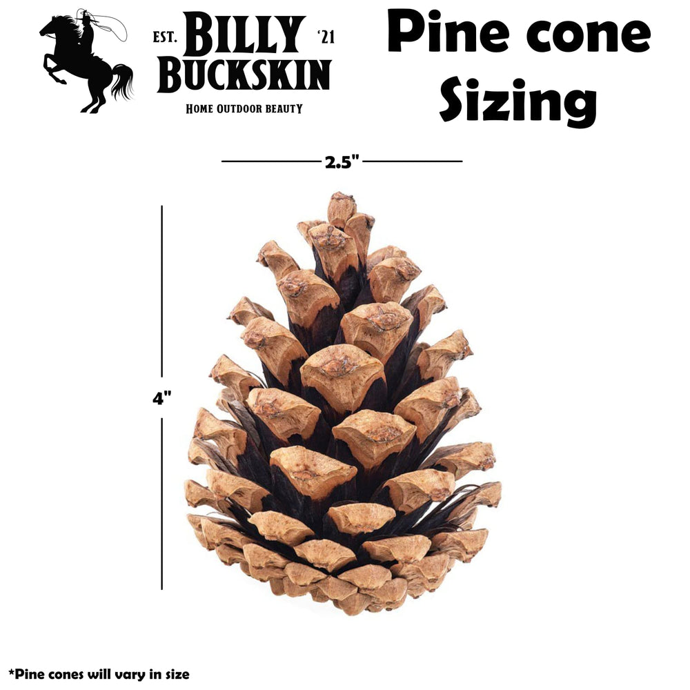 BILLY BUCKSKIN gros plan sur les écailles, détail naturel pour DIY