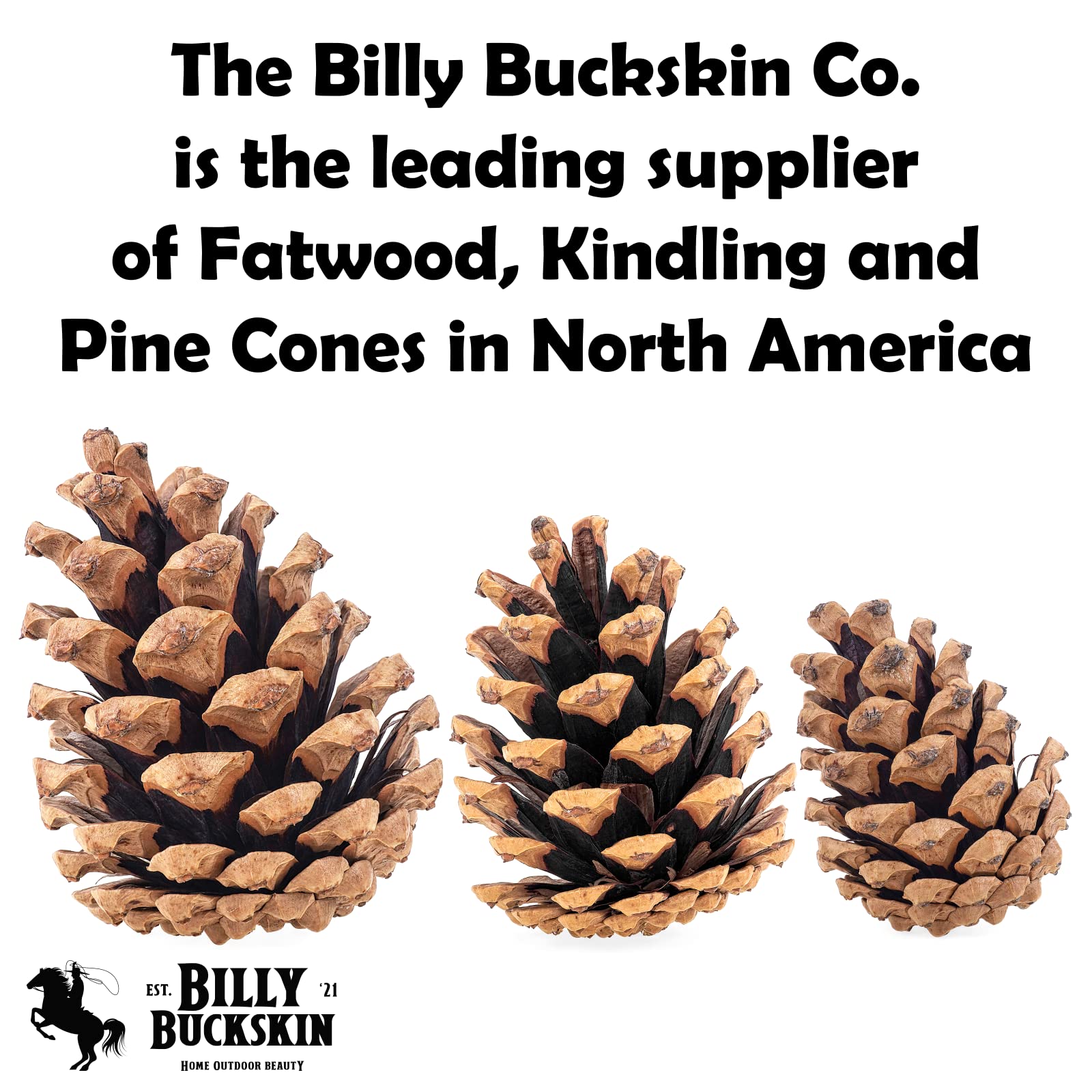 BILLY BUCKSKIN pommes de pin nettoyées sans débris, prêtes à l’emploi