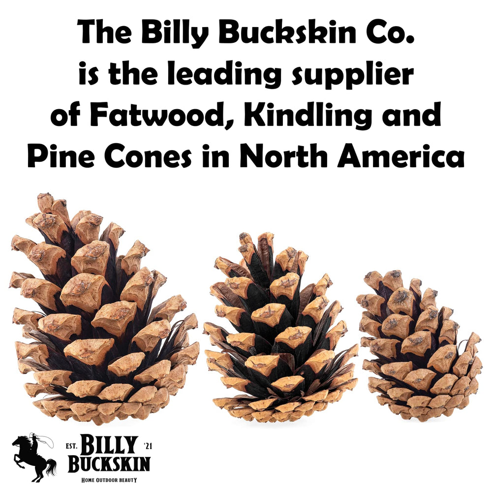 BILLY BUCKSKIN pommes de pin nettoyées sans débris, prêtes à l’emploi