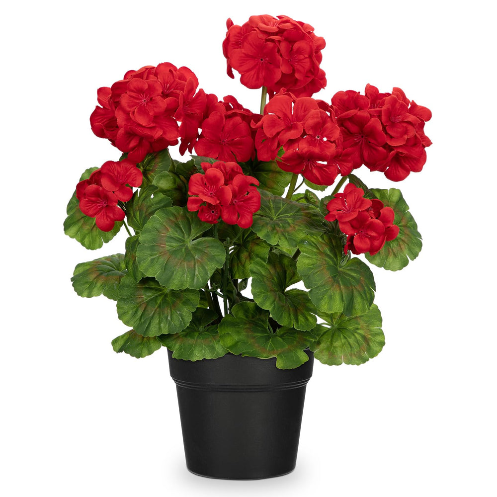 Briful géranium en pot vu de face apportant couleur sans entretien