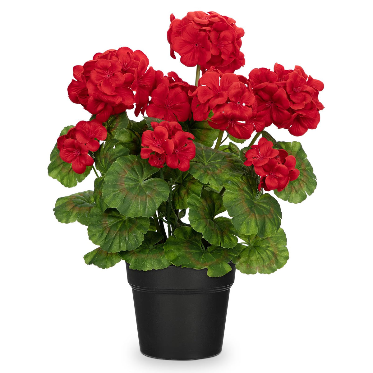 Briful géranium en pot vu de face apportant couleur sans entretien