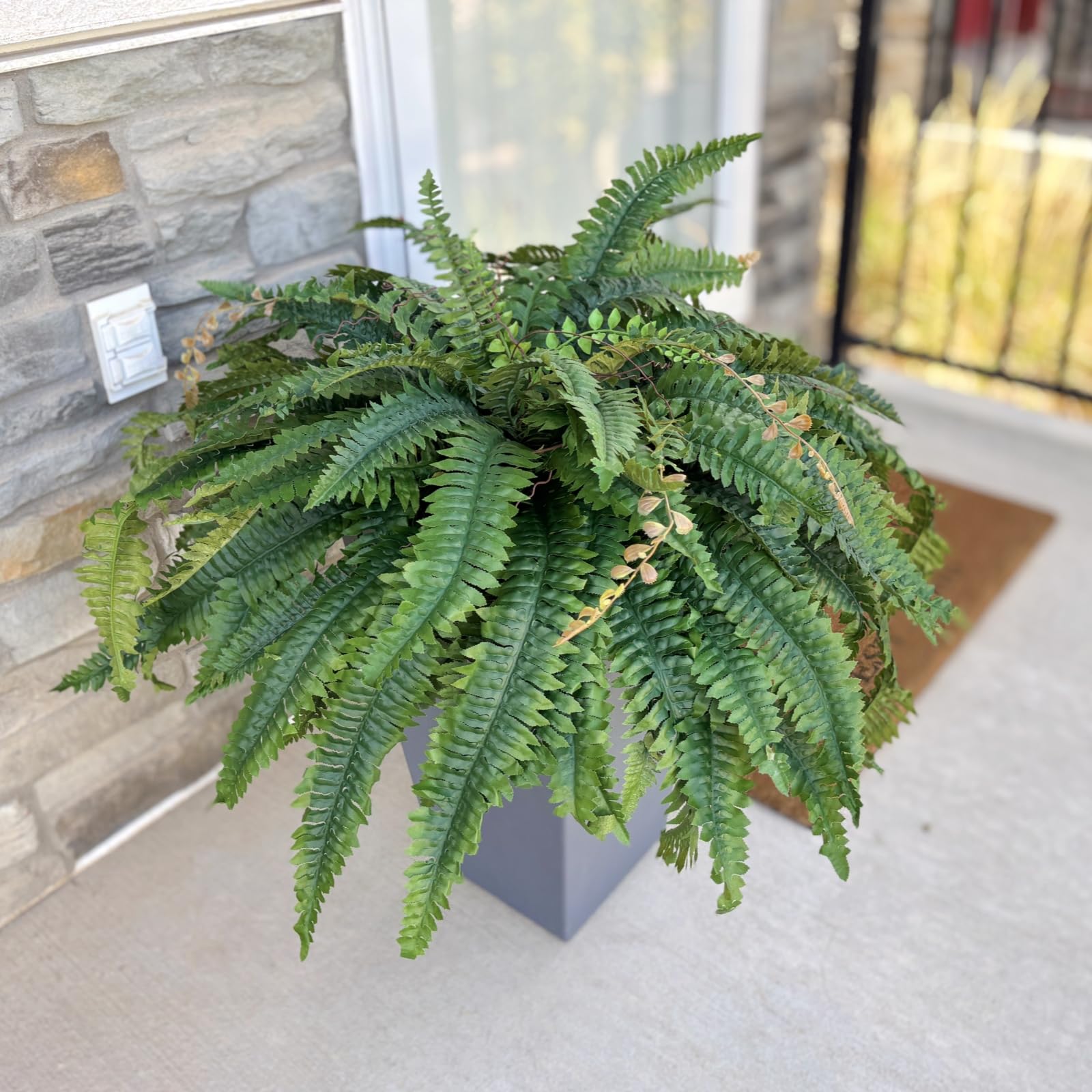 CQURE fougère sur terrasse abritée, verdure durable sans soin