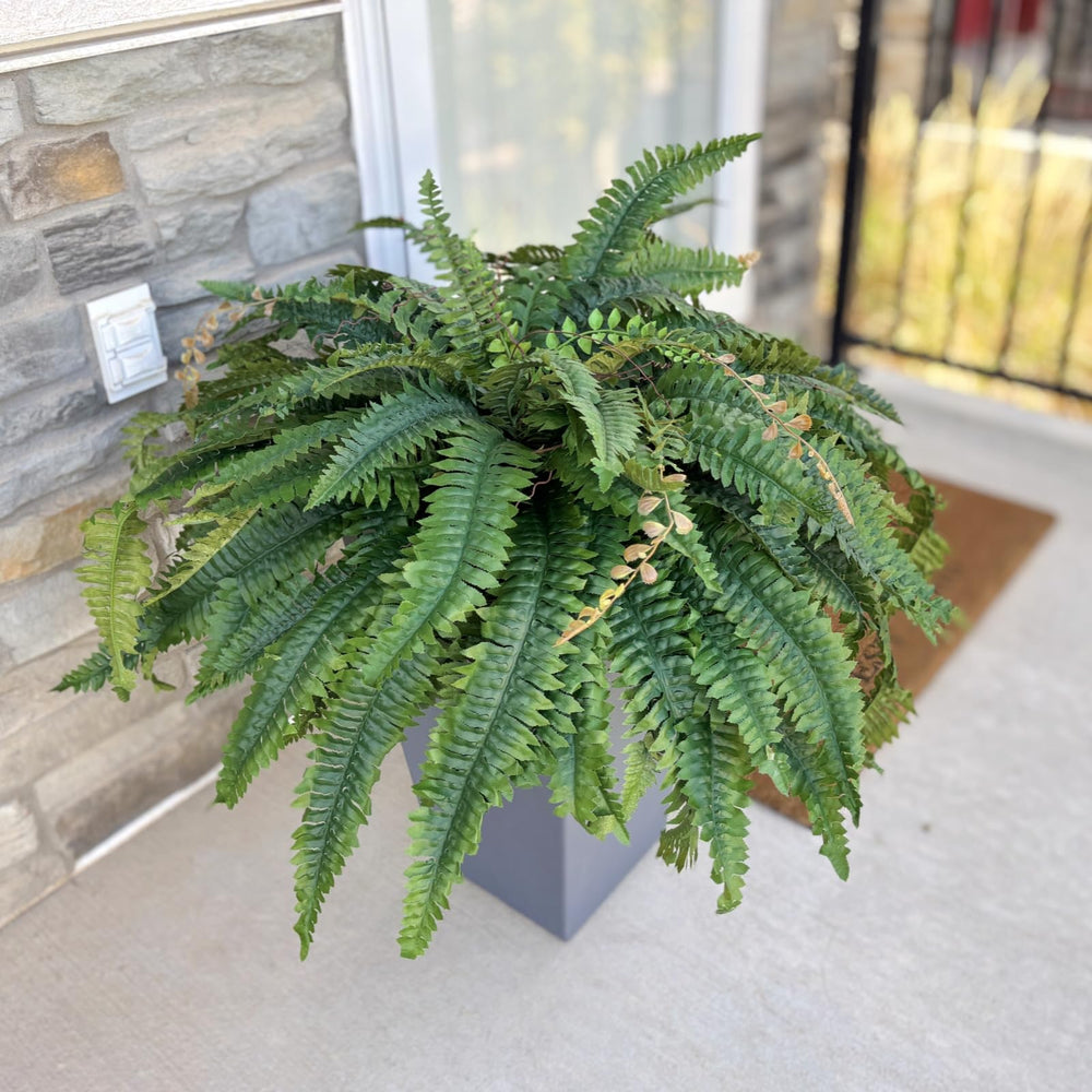 CQURE fougère sur terrasse abritée, verdure durable sans soin