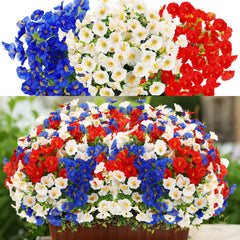 Dingion face de l'ensemble de 12 fleurs, visuel de couleur vive et festif