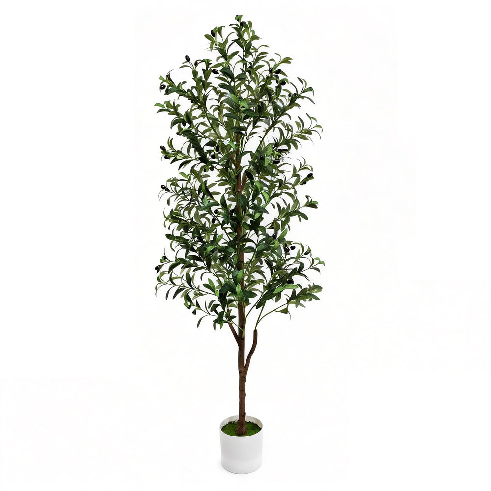 ENLETRAN olivier 180 cm vu de face, apporte présence décorative durable