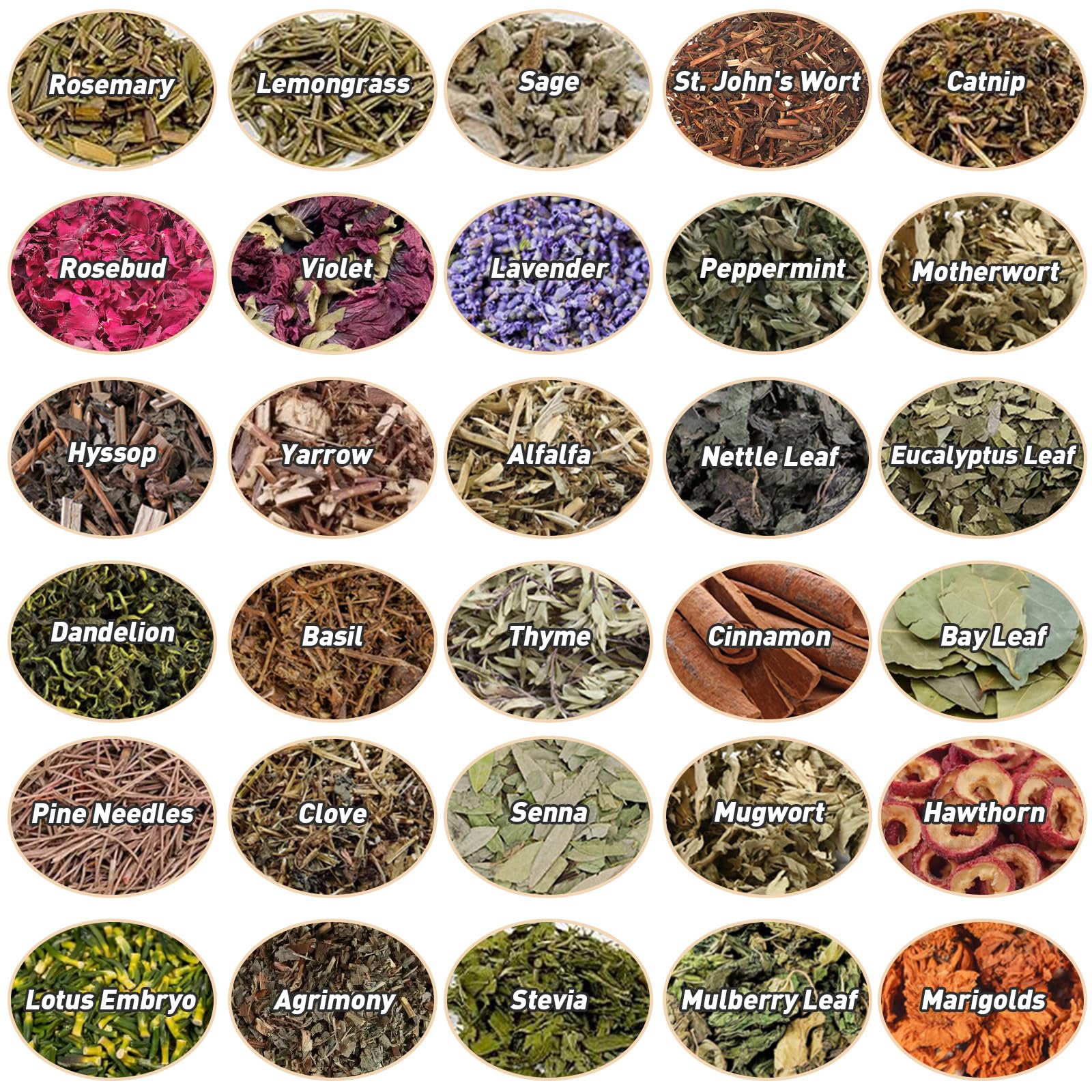 FLgengmh gros plan texture herbes pour identification et inspiration créative