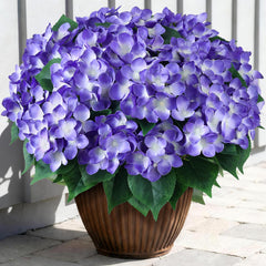 FOTEEWL hortensia vue avant pack de huit, apport naturel instantané