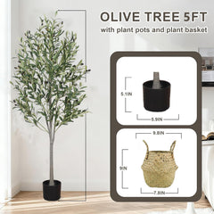 Generic olives décoratives sur branches ajoutant authenticité visuelle