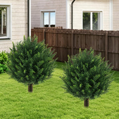 Grewyear buisson avant ensemble montrant feuillage dense et aspect naturel