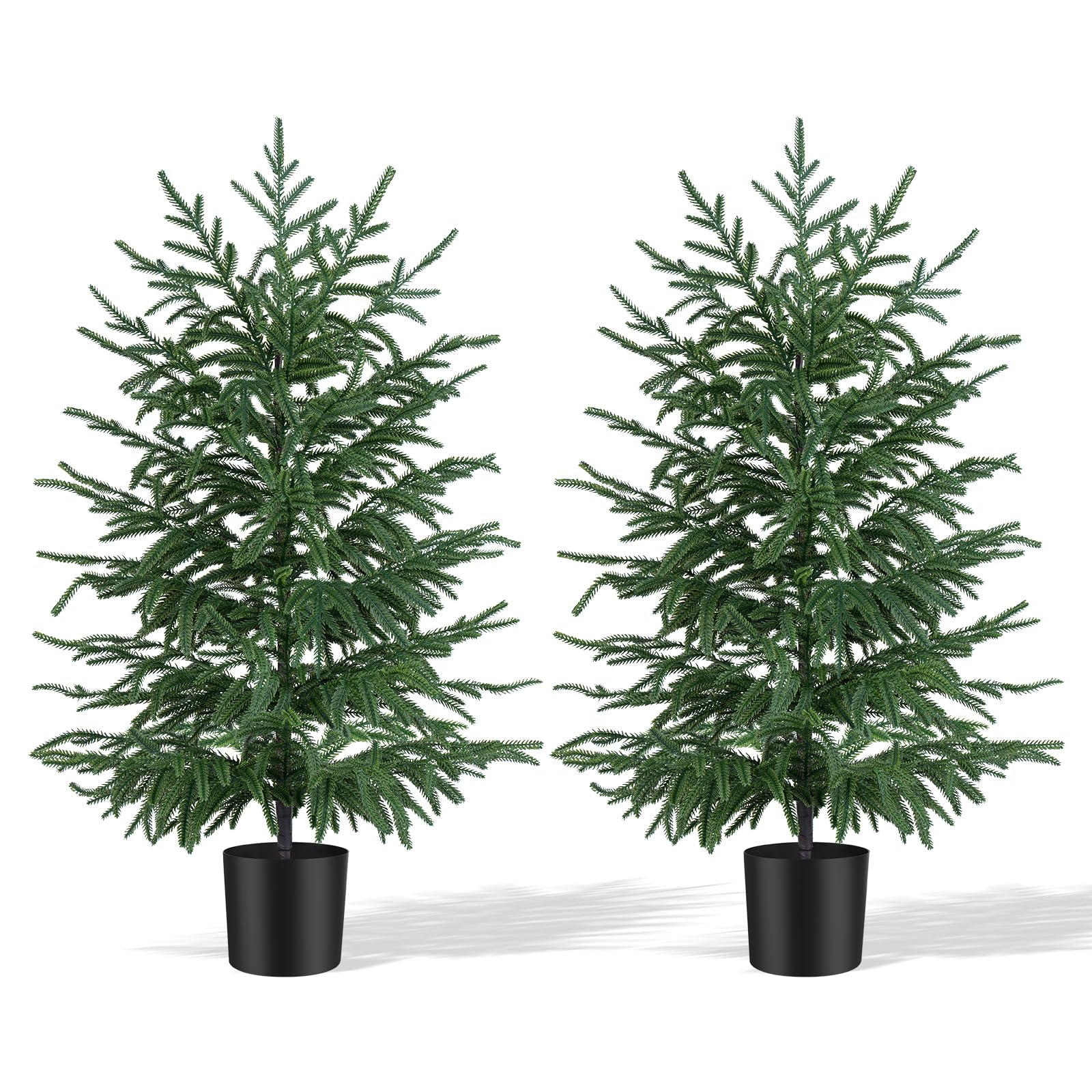Grooy sapin Norfolk en pot vue de face apportant un centre décoratif