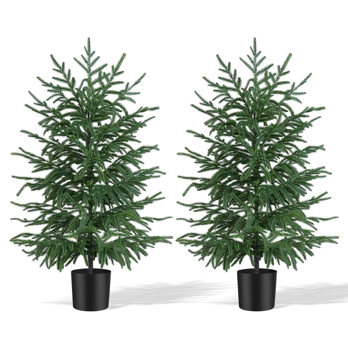 Grooy sapin Norfolk en pot vue de face apportant un centre décoratif