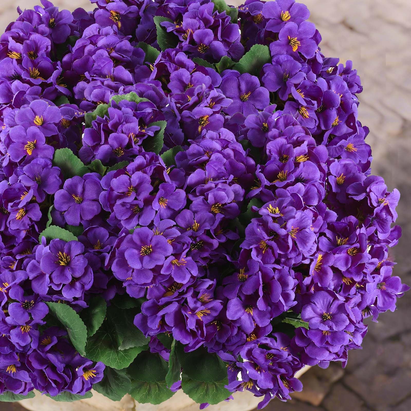 Comparaison d'échelle Hananona montrant taille réelle des têtes florales