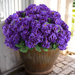 Hananona paquet de 6 géraniums violets prêt à décorer, look naturel durable