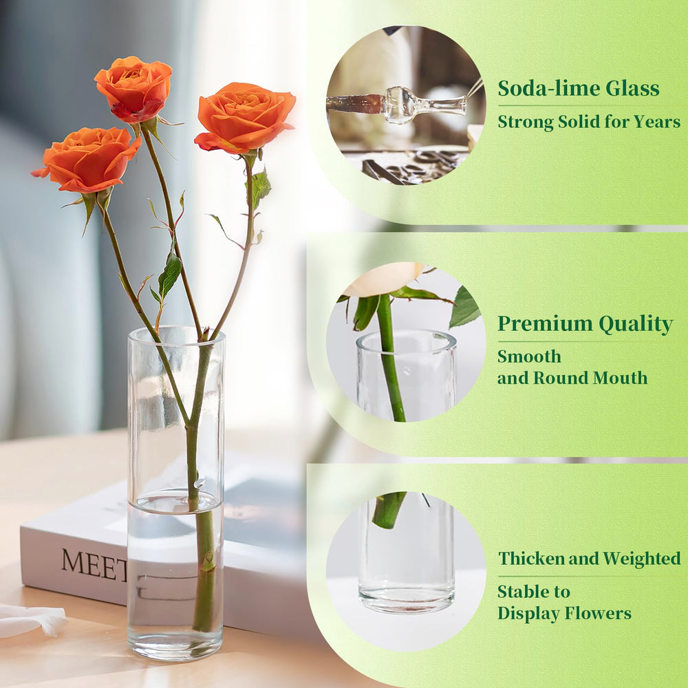 Hewory vase utilisé pour boutures montrant les racines, utile pour propagation