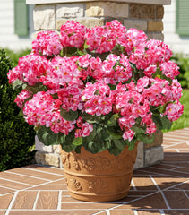 INSPRING gros plan pétales roses réalistes apporte élégance
