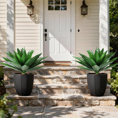 Ivydale agave comparé à pot, dimensions claires pour choix du contenant