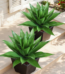 Ivydale agave face avant lot de deux, décor instantané et durable