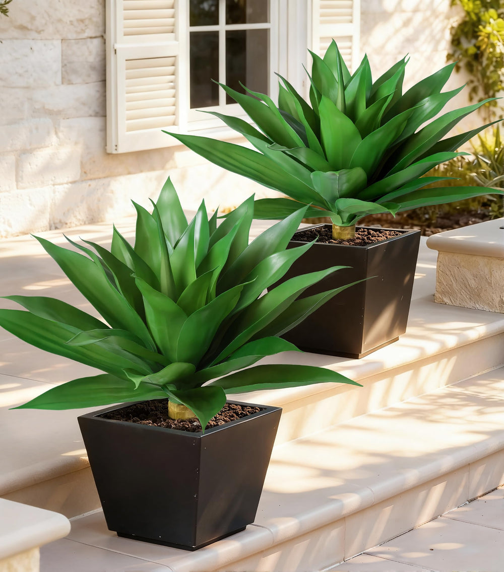 Ivydale agave posé sur terrasse, apporte verdure sans entretien