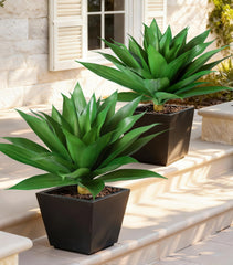 Ivydale agave posé sur terrasse, apporte verdure sans entretien