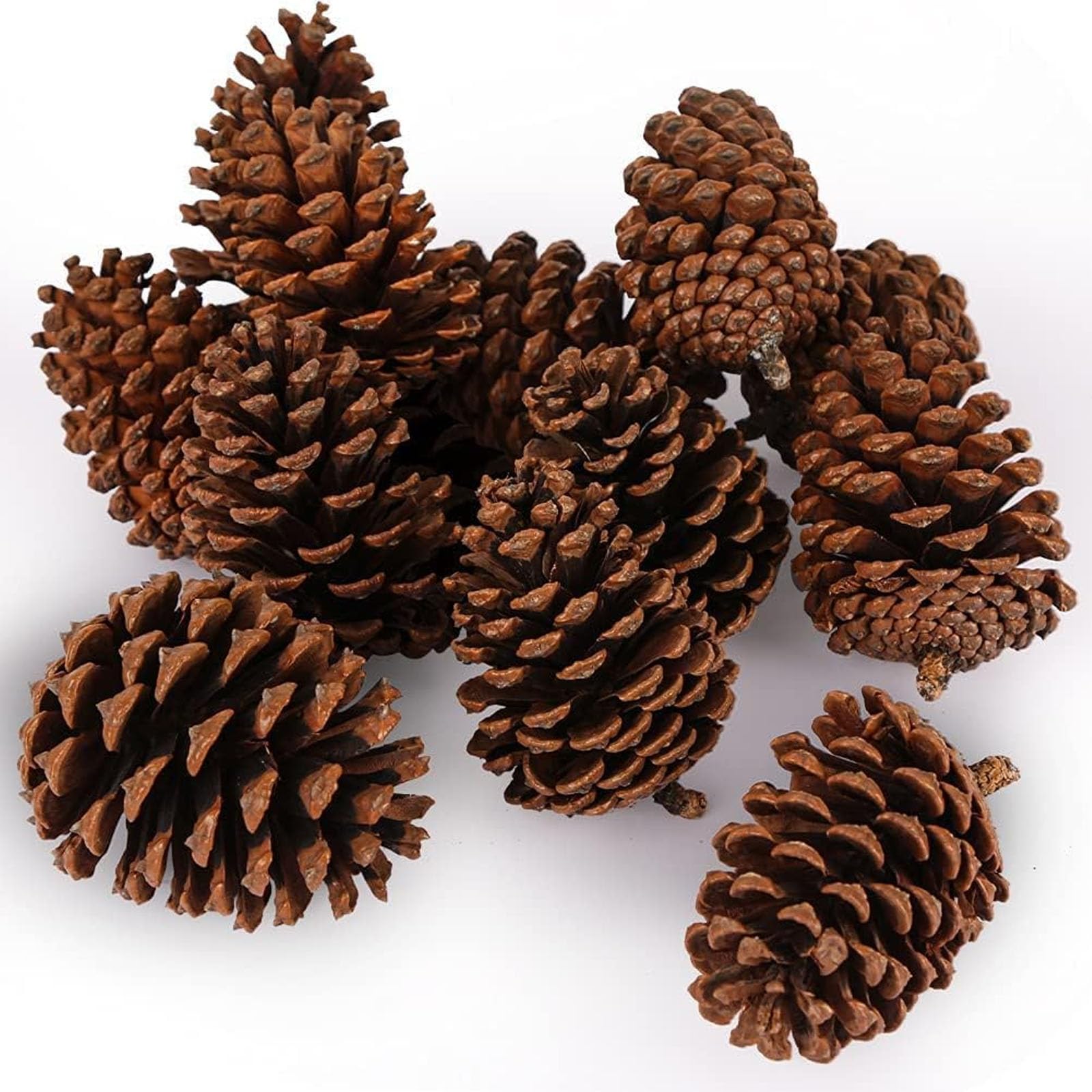 JOHOUSE paquet de 12 pommes de pin naturelles pour décoration rustique